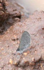 Pseudonacaduba sichela sichela