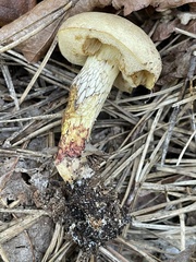 Retiboletus vinaceipes