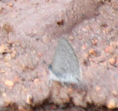 Pseudonacaduba sichela sichela