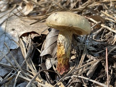 Retiboletus vinaceipes