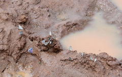 Pseudonacaduba sichela sichela