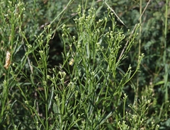 Baccharis thesioides