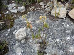Hermannia concinnifolia