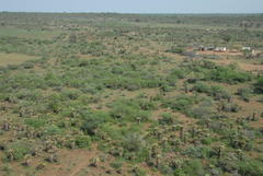 Aloe marlothii marlothii