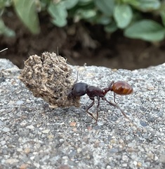 Pogonomyrmex rugosus