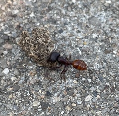 Pogonomyrmex rugosus