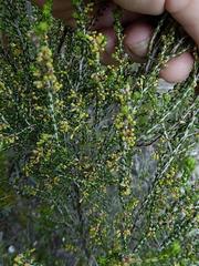 Passerina galpinii
