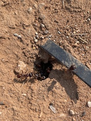 Pogonomyrmex rugosus