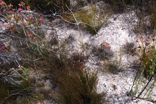 Crassula pustulata