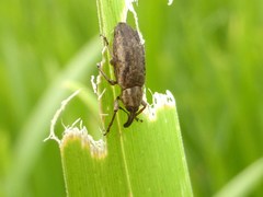 Steriphus ascitus