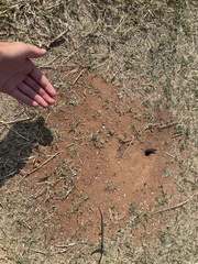 Pogonomyrmex rugosus