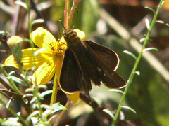 Helianthus porteri