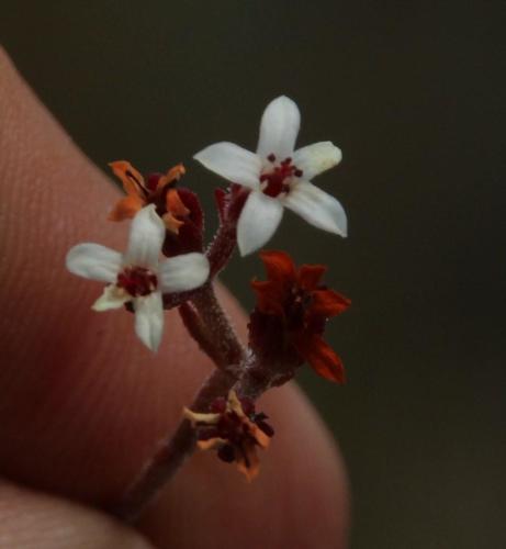 Crassula pustulata