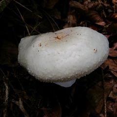Agaricus essettei