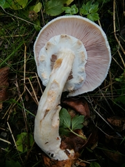 Agaricus essettei
