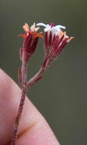Crassula pustulata