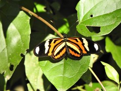 Heliconius ethilla