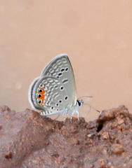 Freyeria trochylus