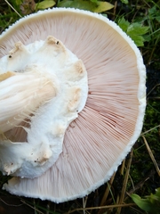 Agaricus essettei