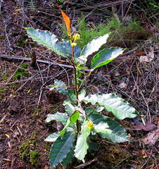 Ocotea bullata