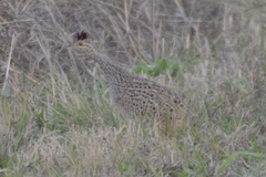 Nothoprocta cinerascens