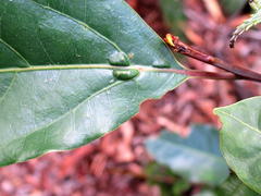 Ocotea bullata