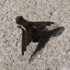 Hemipenthes seminiger