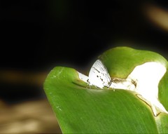 Nesiostrymon calchinia