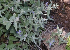Salvia parryi