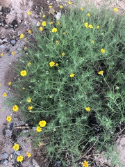 Thymophylla pentachaeta