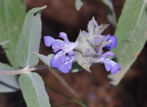 Parry's sage (Salvia parryi)