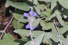 Salvia parryi
