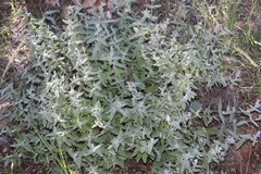 Salvia parryi