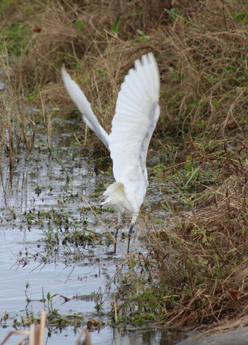 Egretta thula image