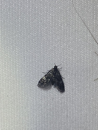 Black Duckweed Moth photo 4
