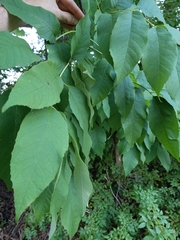 Fraxinus