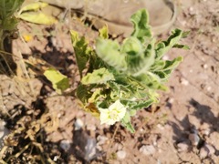 Chamaesaracha sordida