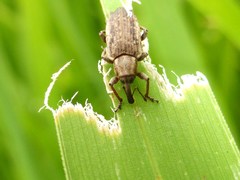 Steriphus ascitus