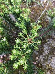 Isopogon ceratophyllus