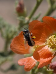 Macroteropsis