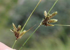 Cyperus sphaerolepis