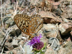 Speyeria callippe comstocki