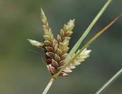 Cyperus sphaerolepis