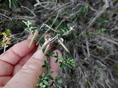 Indigofera sp11