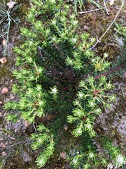 Isopogon ceratophyllus