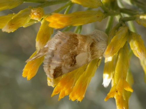 Rabbitbush Flower Moth photo 4