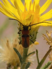 Crossidius coralinus