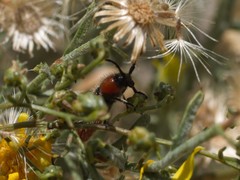 Crossidius coralinus
