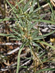 Euphorbia exstipulata