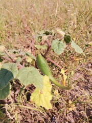 Proboscidea louisianica